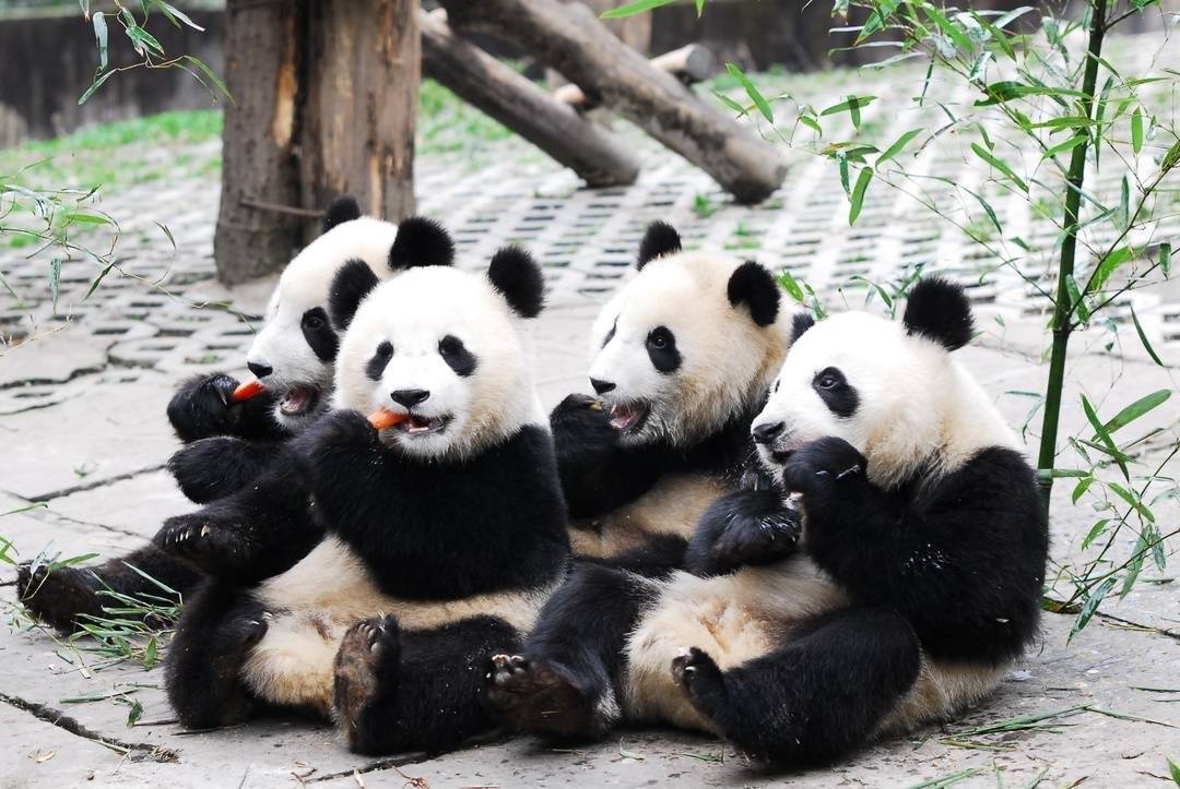 amp, 还被称为食, class